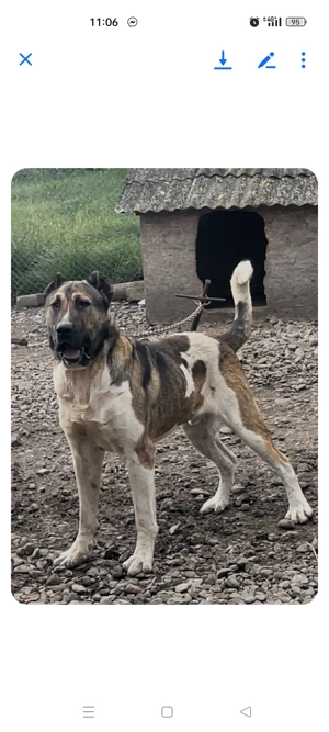 Volkodav 2 ani, genetica foarte buna - imagine 2