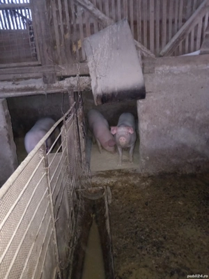 Purcei și porci de vânzare  - imagine 3