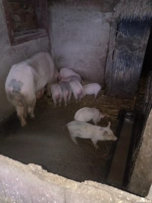 Purcei și porci de vânzare 