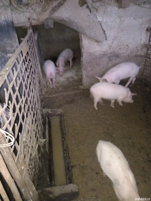 Purcei și porci de vânzare  - imagine 2