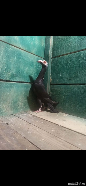 Porumbei carieri - imagine 3