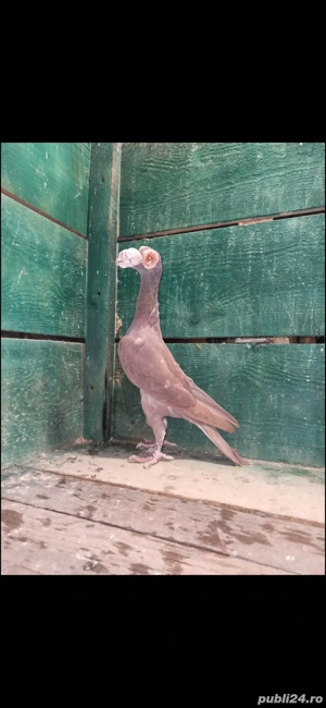 Porumbei carieri - imagine 2