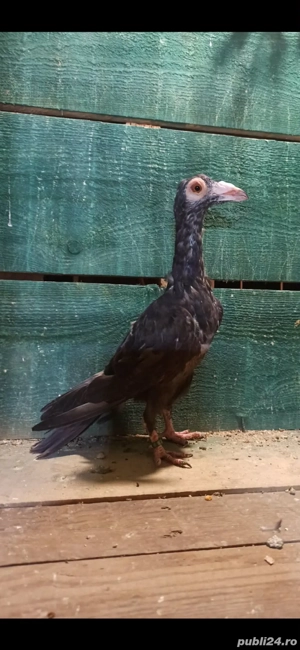 Porumbei carieri - imagine 4