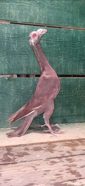 Porumbei carieri - imagine 5