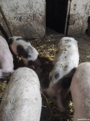 Vând vând vând purcei de 3 luni jumate  - imagine 2