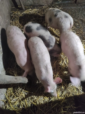 Vând vând vând purcei de 3 luni jumate  - imagine 3
