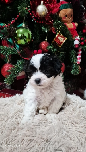 Shih tzu 3 luni  - imagine 3