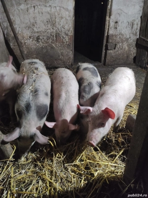 Vând vând vând purcei de 3 luni jumate  - imagine 4