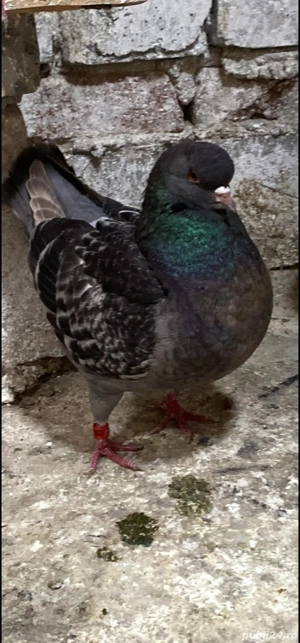 Porumbei kingi de vanzare - imagine 2