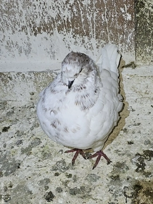 Porumbei kingi de vanzare - imagine 5