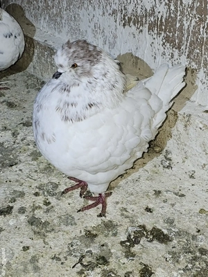 Porumbei kingi de vanzare - imagine 4