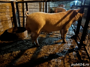 vand vier landrace - imagine 2