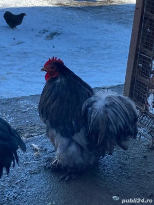 cochinchina pitic - imagine 4