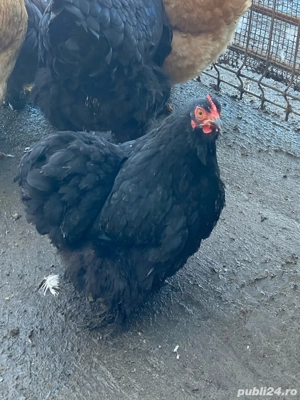 cochinchina pitic - imagine 2