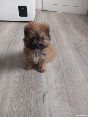 vand catelusa bichon - imagine 2