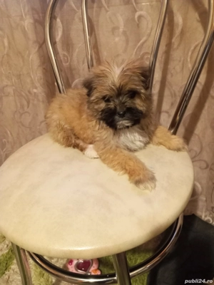 vand catelusa bichon