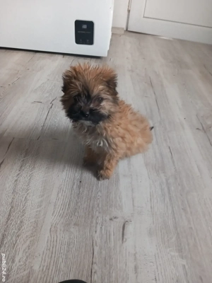 vand fetita bichon - imagine 2