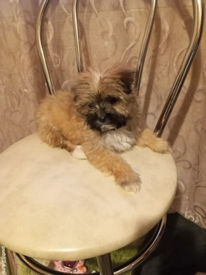 vand fetita bichon - imagine 3