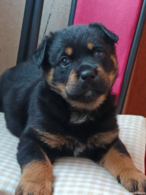 Pui rottweiler 