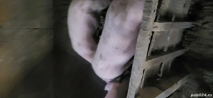 vand sau schimb porci - imagine 4