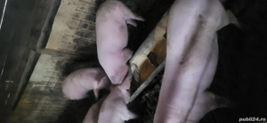 vand sau schimb porci - imagine 3