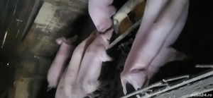 vand sau schimb porci - imagine 2