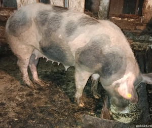 Scrofiță pietrain pentru reproducție prima fătare - imagine 2