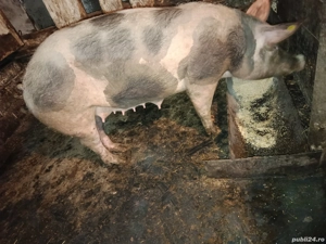 Scrofiță pietrain pentru reproducție prima fătare - imagine 5