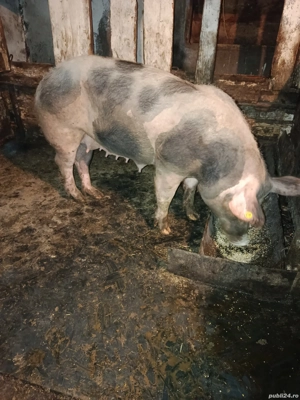 Scrofiță pietrain pentru reproducție prima fătare - imagine 3