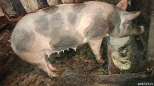 Scrofiță pietrain pentru reproducție prima fătare - imagine 4