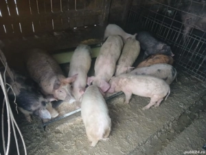 purcei de vanzare - imagine 2