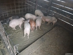 purcei de vanzare - imagine 3