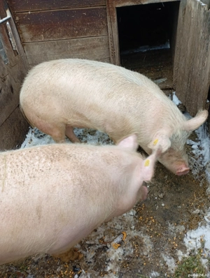 Vînd porcii din gospodarie - imagine 2
