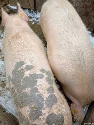 Vind porcii crescuti ín gospodarie