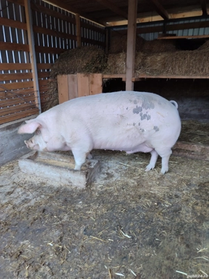 Porc de carne 350 kg - imagine 3