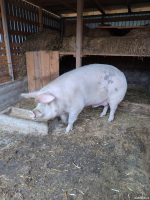 Porc de carne 350 kg - imagine 2