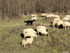 Caine Ciobanesc corb  - imagine 2