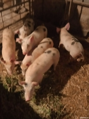 vând purcei la Cenei Timiș  - imagine 2