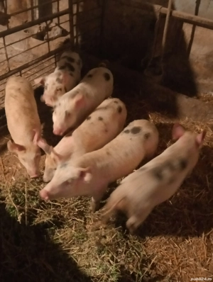 vând purcei la Cenei Timiș 