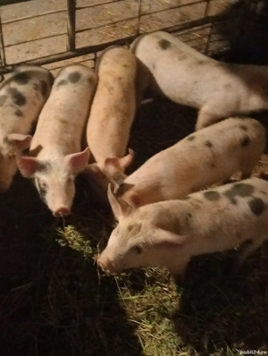 vând purcei la Cenei Timiș  - imagine 3