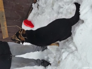 Vând urgent Ciobanesc german  - imagine 5