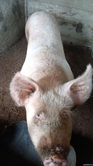 Categorie grea,calitate nu cantitate