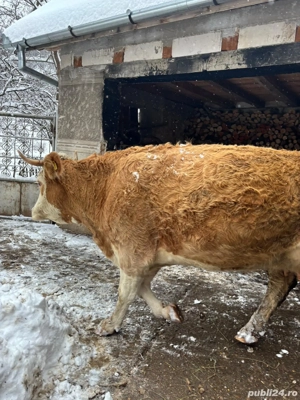 vand vaca de lapte  - imagine 3