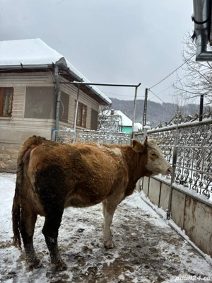 vand vaca de lapte  - imagine 5