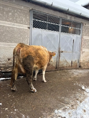 vand vaca de lapte  - imagine 4