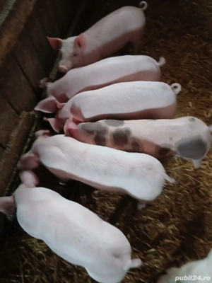 Vand purcei - imagine 2