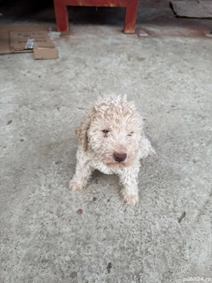 Cățeluși Lagotto Romagnolo   8 săptămâni 