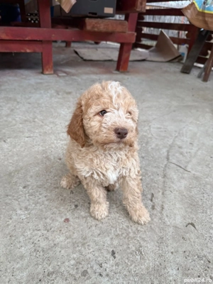 Cățeluși Lagotto Romagnolo   8 săptămâni  - imagine 3