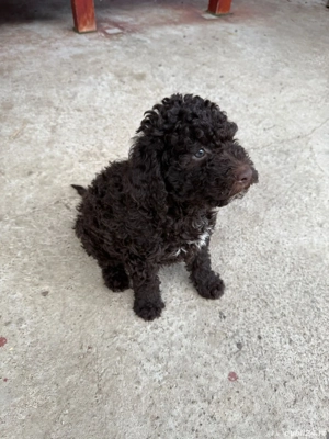 Cățeluși Lagotto Romagnolo   8 săptămâni  - imagine 4