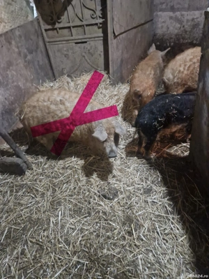 Vănd 2 purcei mangalita 